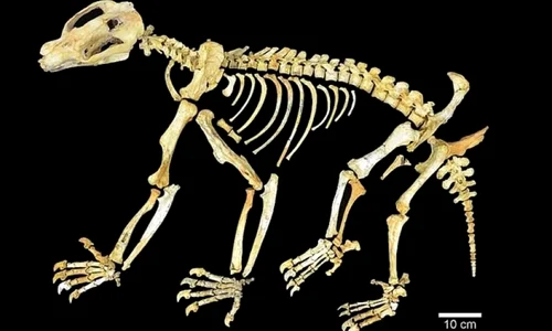 Nimbadon – gigantul care se căţăra în copacii Australiei acum 15 milioane de ani jpeg