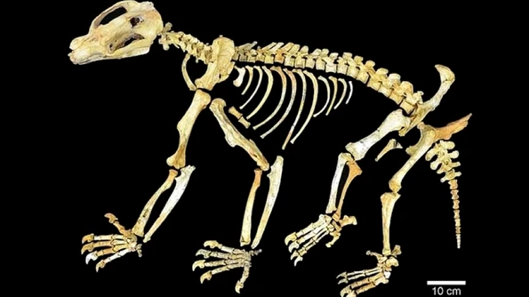 Nimbadon – gigantul care se căţăra în copacii Australiei acum 15 milioane de ani jpeg