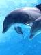 delfini jpeg
