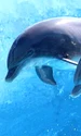 delfini jpeg