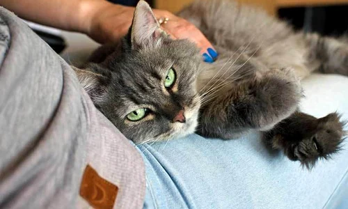 1 terapia cu pisici jpg jpeg