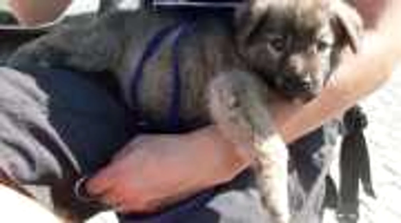 Campania de adopţii are loc în Piaţa Mică: Foto - Animal Life