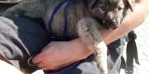 Campania de adopţii are loc în Piaţa Mică: Foto - Animal Life