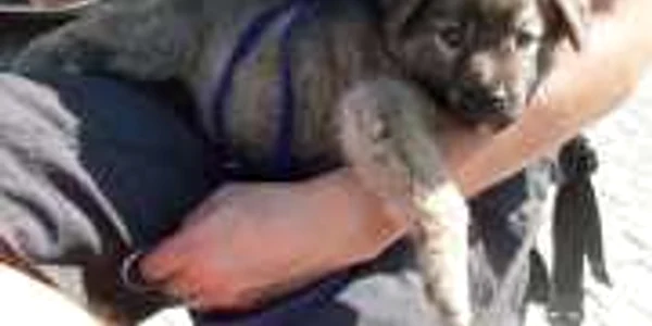 Campania de adopţii are loc în Piaţa Mică: Foto - Animal Life
