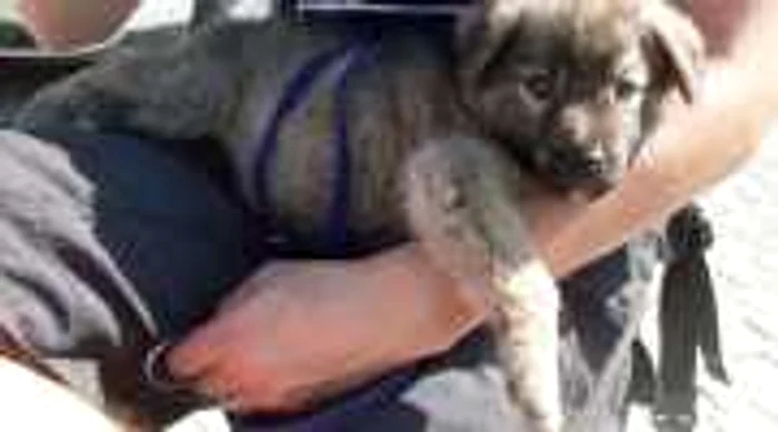 Campania de adopţii are loc în Piaţa Mică: Foto - Animal Life