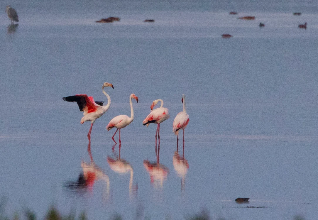
    Păsările flamingo sunt o apariţie extrem de rară pe teritoriul nostruFlorin Stavarache  