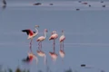 flamingo apa jpeg