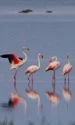 flamingo apa jpeg