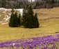 Poienile cu brândușe din Apuseni Foto Christine Banciu Facebook (6) jpg