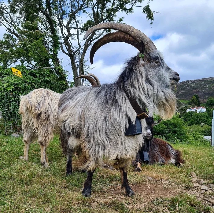 Capre irlandeze (© Old Irish Goat Society)