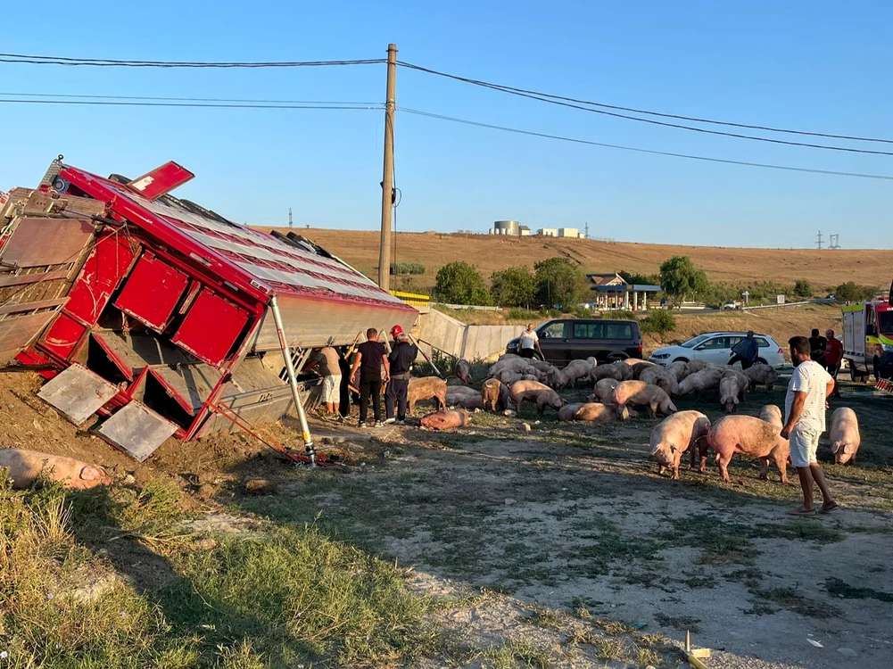 Autocamionul  transporta porci preluați de la o fermă din Ipotești FOTO: martor