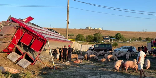 accident TIR cu porci rasturnat olt   foto martor (1) jpeg