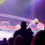 tigru circ Rusia captură video jpg
