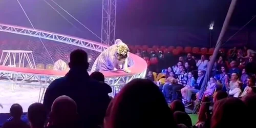 tigru circ Rusia captură video jpg