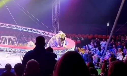 tigru circ Rusia captură video jpg