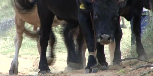 tanar ucis de taur la mehedinti FOTO Corina Macavei 