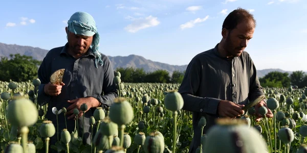 Afganii extrag opiu brut de pe un câmp de mac în Jalalabad Afganistan FOTO EPA / Ghulamullah Habibi