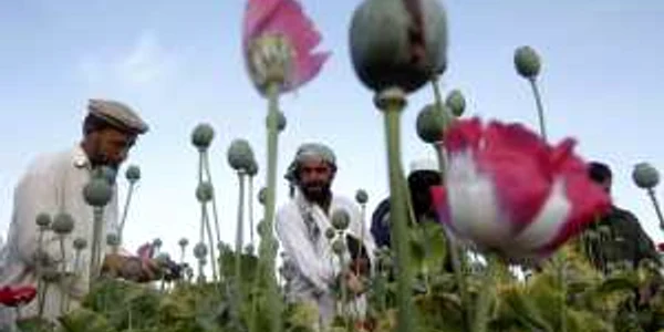 Afganistan opiu REUTERS