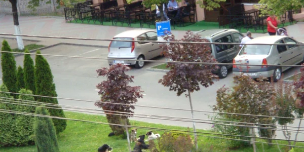 maidanezi slatina