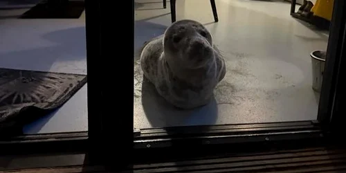 Foca in camera de hotel Sursa X png