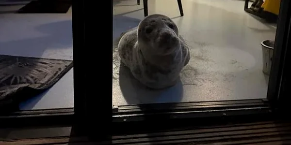 Foca in camera de hotel Sursa X png