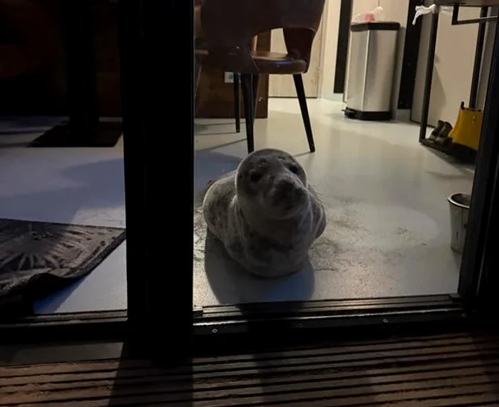 Foca s-a strecurat în camera de hotel. FOTO © Stichting Dierenwelzijn Zeeland