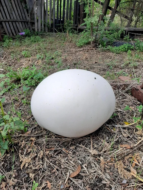 Calvatia gigantea  este comestibilă  cât culoarea „pălăriei”  este complet albă