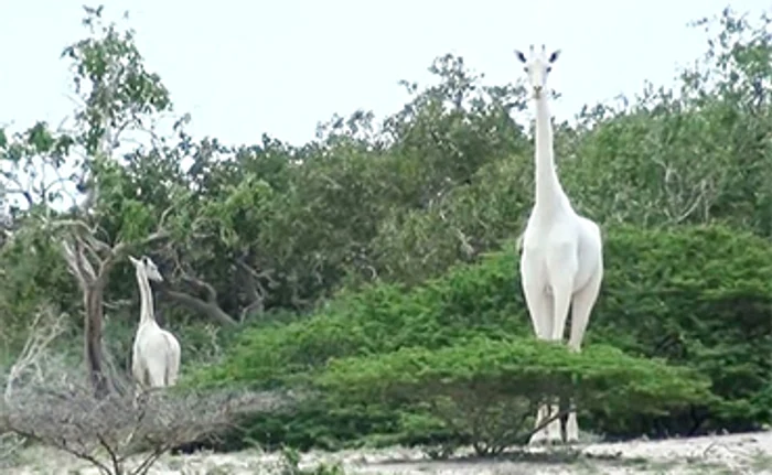 
    Masculul de girafă suferă de leucism şi are GPS prins de cornFoto: Profimedia  