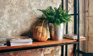 plante de apartament jpeg