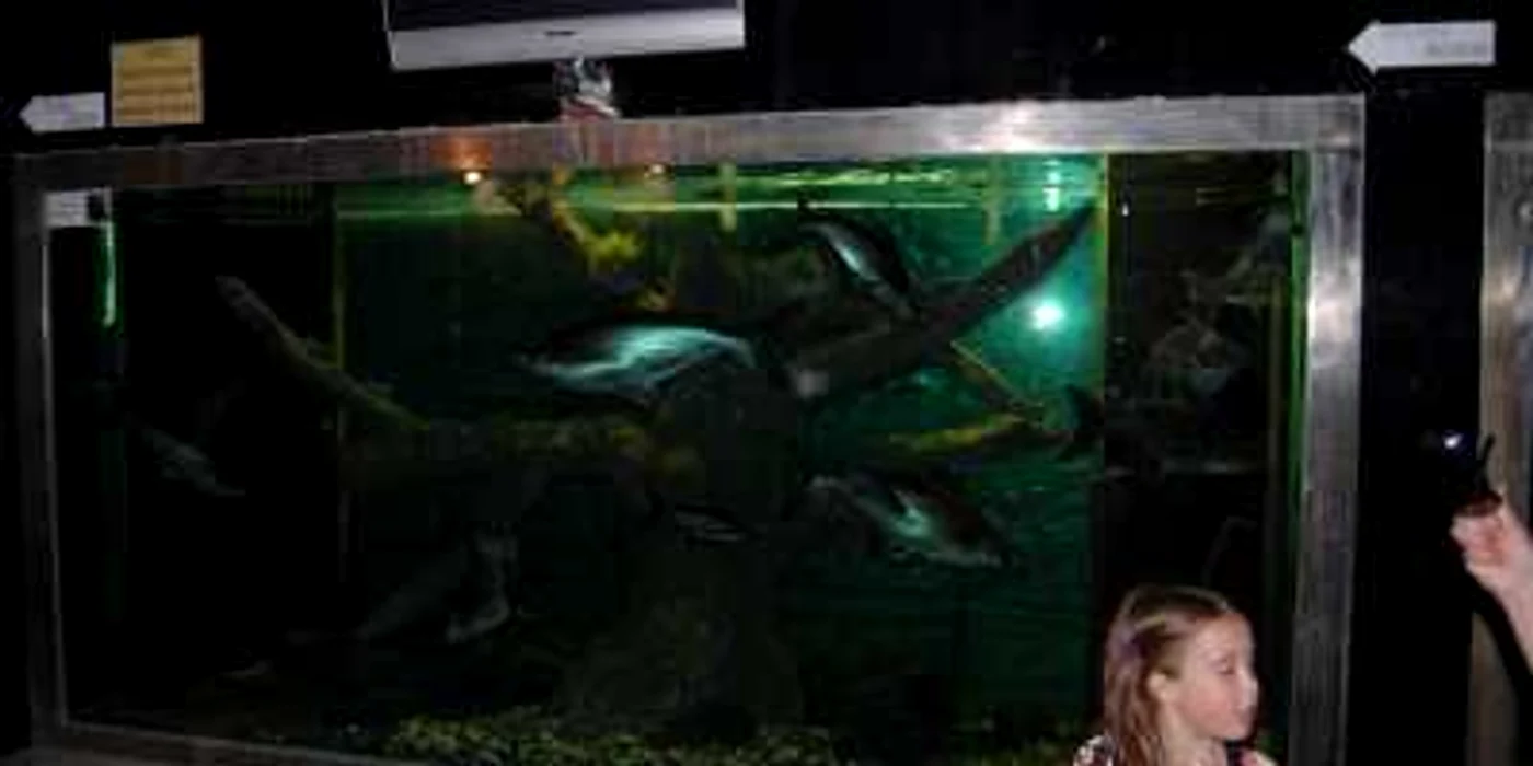 Grădina Botanică din Jibou poate fi vizitată în orice anotimp
