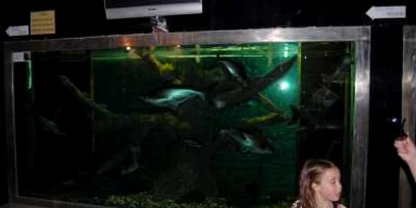 Grădina Botanică din Jibou poate fi vizitată în orice anotimp