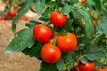 rosii cultura tomate shutterstock 1009167631 jpg