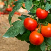 rosii cultura tomate shutterstock 1009167631 jpg