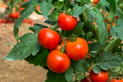 rosii cultura tomate shutterstock 1009167631 jpg