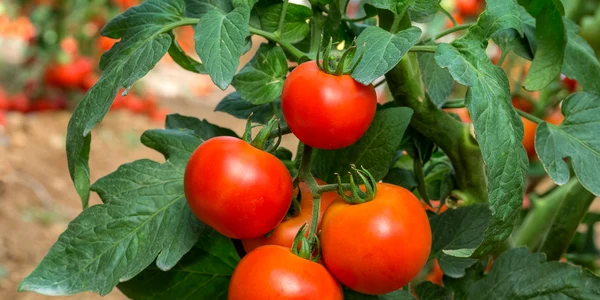 rosii cultura tomate shutterstock 1009167631 jpg