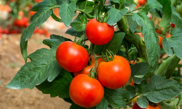 rosii cultura tomate shutterstock 1009167631 jpg