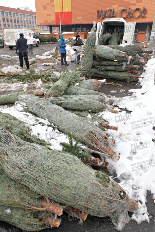 
    Brazii nevânduţi  au fost duşi la  Buzău ca să fie  băgaţi în sobe  (Fotografii: Sever Gheorghe )  