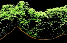 Tehnologia LiDAR surprinde copacii care cresc deasupra a două structuri mayașe