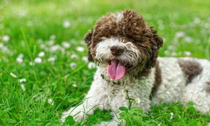lagotto romagnolo 8680475 1280 jpg