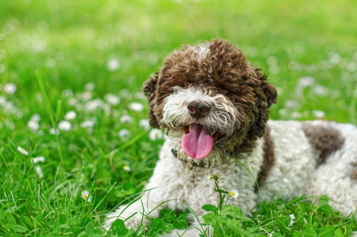 Lagotto Romagnolo este specialist în căutat trufe / foto: Pixabay