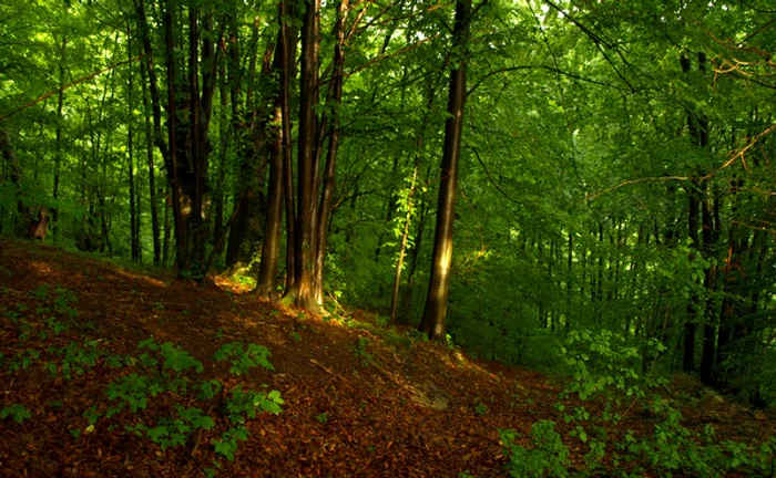 Imagini din zona Luncani. D. Guţă