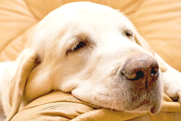 La Toya nu pleacă nicăieri fără căţelul Prince (Fotografii: Wenn)