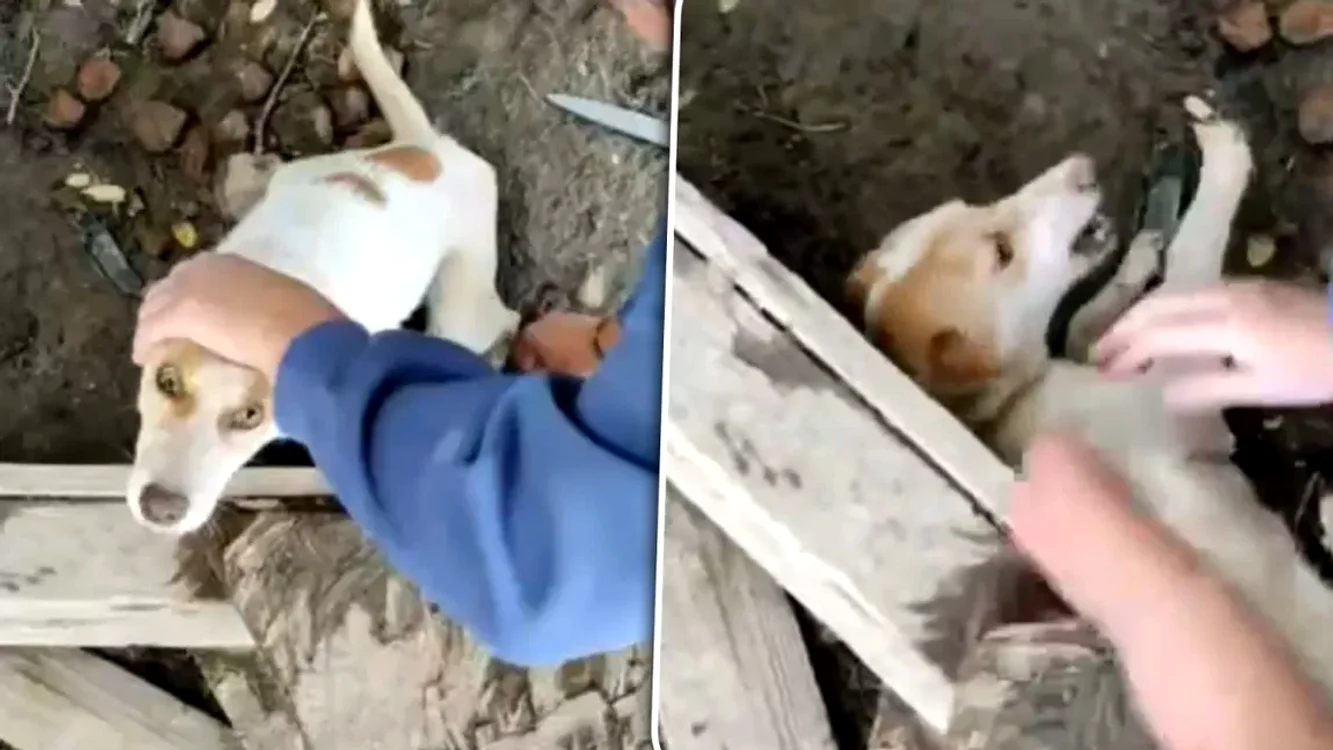Arădeanca e acuzată că a schinuit animalele prin înfometare. FOTO: arhivă