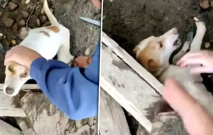 Câini chinuiți în satul Bădeni din comuna Scobinți. FOTO Bzi.ro