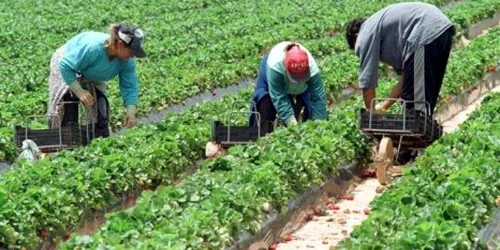 Lucrătorii sezonieri din România necesită în continuare aprobare pentru muncă.