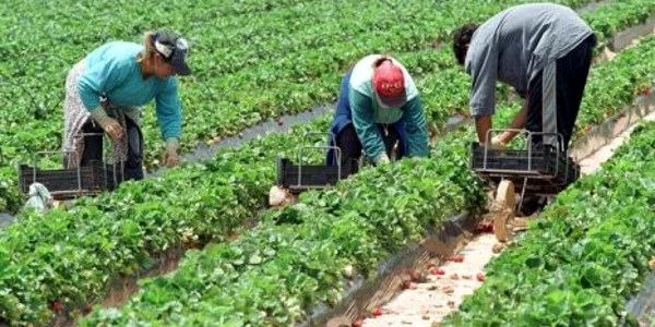 Lucrătorii sezonieri din România necesită în continuare aprobare pentru muncă.  