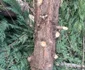 Arbori tăiați peste noapte în Deva Foto Primăria Deva (9) jpg