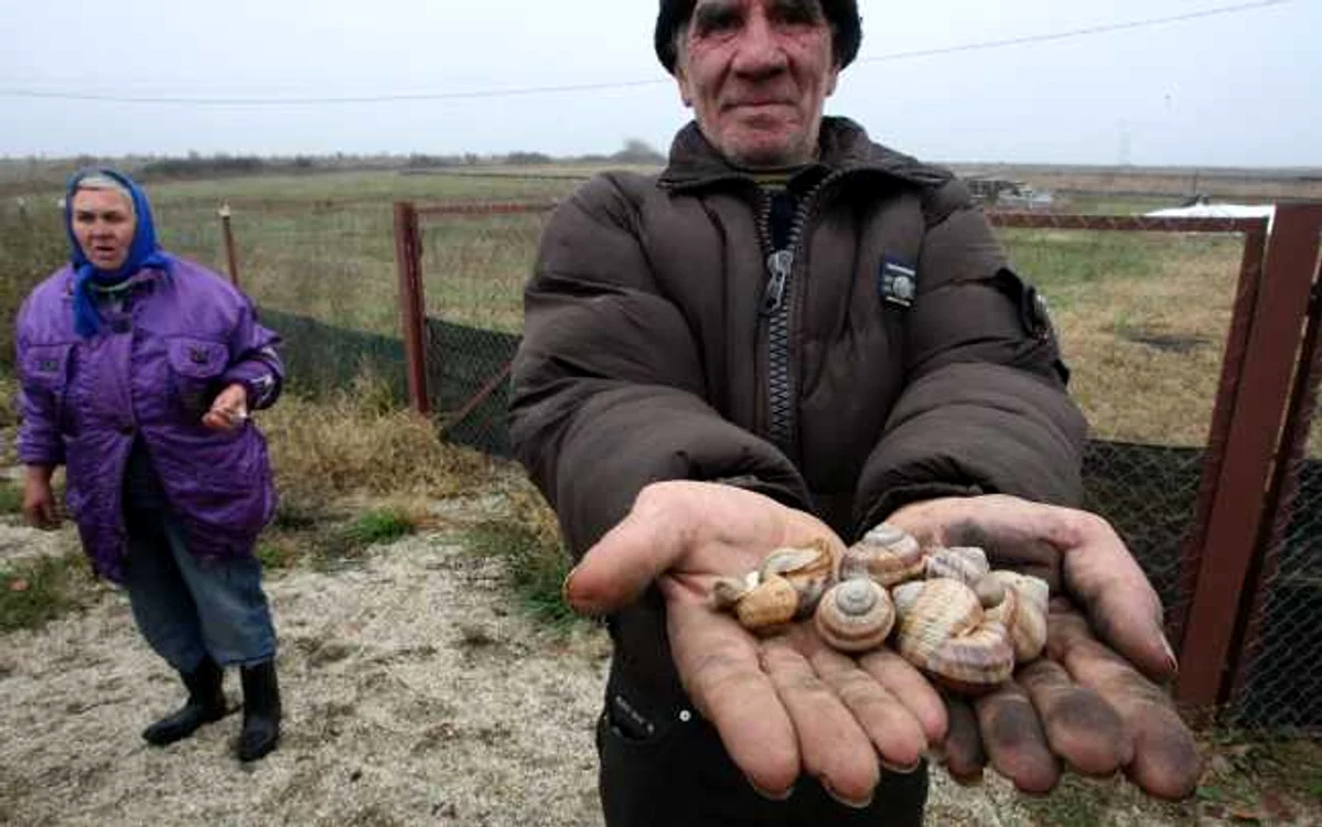 Timişoara: EXCLUSIV Sute de mii de melci sunt fugăriţi de autostradă FOTOREPORTAJ