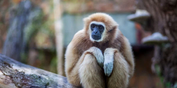 Gibbon FOTO Shutterstock 