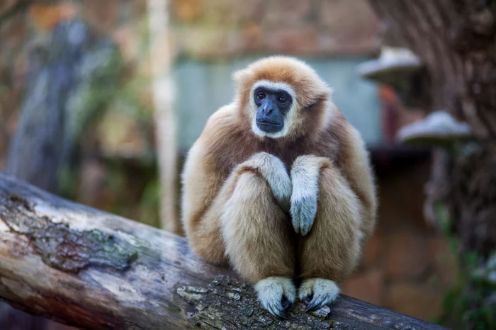 Femela gibbon trăia singură în cușcă FOTO Shutterstock